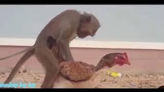 Domestic #monkey having #sex with a #chicken  #Amazing #scene #short #trend #viral #animal #fact