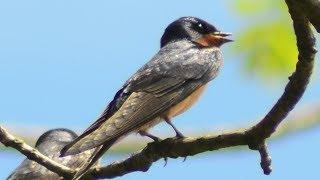 Barn swallow bird call  song  sound