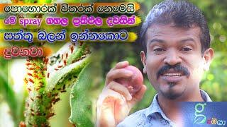 අද ගැහුවොත් හෙට ප්‍රතිඵල how to control garden pests organically - onion peel pesticide