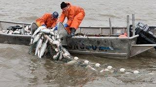 Everyone should watch this Fishermens video - Most Satisfying Big Catch Fishing With Net long