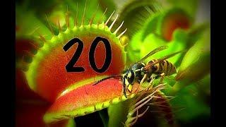 Top 20  Venus flytrap - Venusfliegenfalle