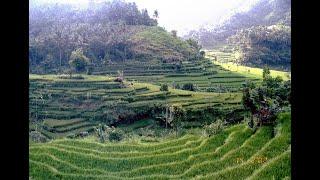 Bali 2002 - Monkey Forest Ubud and rice terraces