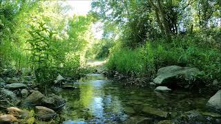 THE SOUND OF THE GREEN SMALL STREAM. Nature Forest Water Bird Sounds. Rest Reading Study Sleep Music