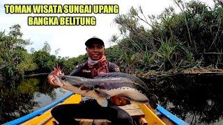 wisata sungai upang BANGKA BELITUNG  mancing toman snakehead  antares dc 2021