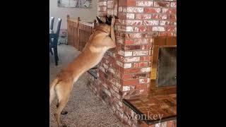 Brilliant Dog Playing Hide n Seek with a Girl  Sweedy Ice