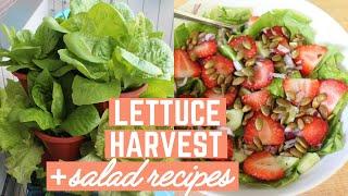 Lettuce Harvest + Easy Salad Recipes  Urban Balcony Garden