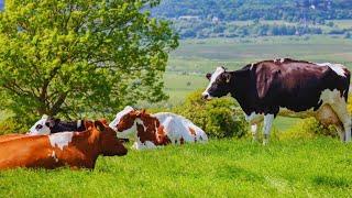 Happy Cows living the life on the Cow Farm Sanctuary Cow Companions