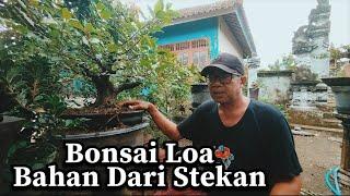 Bonsai Loa Medium Bahan Dari Stekan #bonsaiindonesia  #viralvideo @bluvtv @gardeningchannel