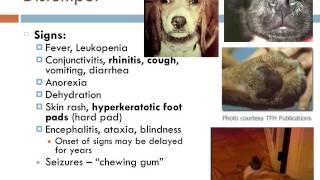 Canine infectious diseases video 1