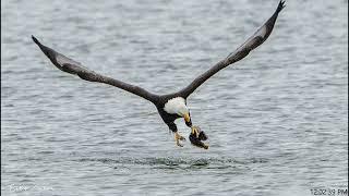 Bald eagle grabbing midshipman fish time lapse 4K 1.25 frames per second