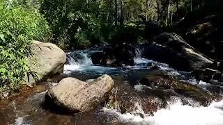 Birds chirping and water River sounds for sleep insomnia and stress remover