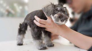 Schnauzer Puppy First Grooming.