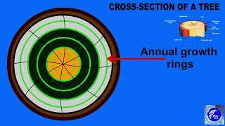 What is Timber  Parts of timber  Types of timber  Uses of Timber