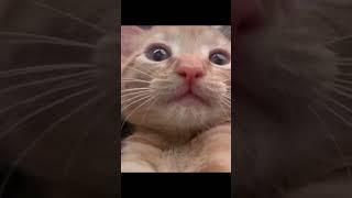 kucing ketawa #meme #cat #funny #shorts