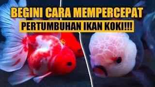 TIPS MEMPERCEPAT PERTUMBUHAN IKAN KOKI