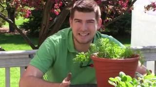 How to Grow Carrots in Containers - Complete Growing Guide