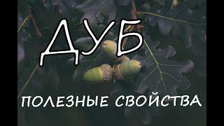 А Всё-таки Чем полезен Дуб Для Человека? Полезные Свойства и Вред