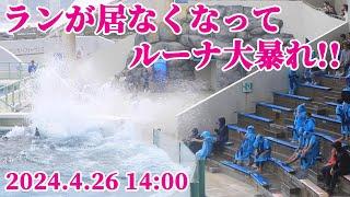 ルーナ大暴れ・・・まさかの場外乱闘 鴨川シーワールド シャチショー シャチパフォーマンス KamogawaSeaWorld  orca killerwhale