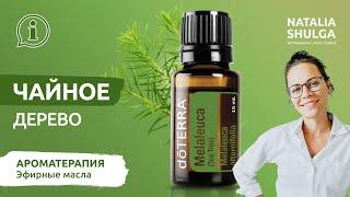 TEA TREE melaleuca - the best natural antiseptic  Essential oil ENG sub