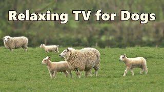 Dog TV Videos  Beautiful Calming Sheep Videos and Sounds ⭐ 8 HOURS of TV for Dogs ⭐