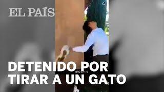 Detenido por lanzar un gatito al aire y publicarlo en la red  Viral