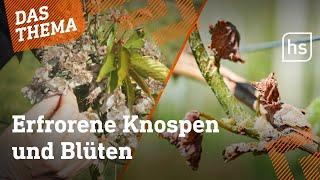 Frost gefährdet Obst- und Weinernte in Hessen  hessenschau DAS THEMA