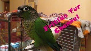 My Pet Pyrrhura Baby parrot - Green-cheeked parakeet