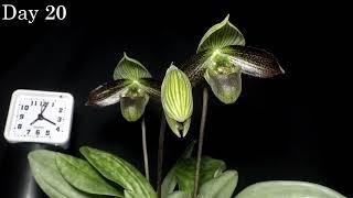 Time Lapse Blooming Paphiopedilum wardii