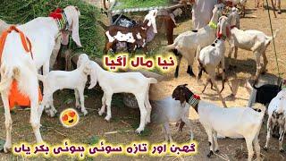 Bakra Mandi Peshawar New Updates 2024  Dairy Goats With Kids  Sarband Bakra Mandi  Izhar Ali Shah