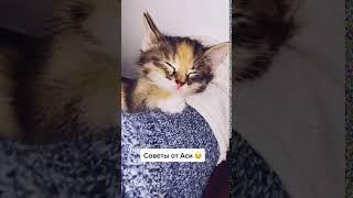 Совет от кошки  WebM TikTok