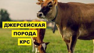 Джерсейская порода КРС особенности достоинства недостатки правила ухода  Крупный рогатый скот