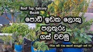 ලොකුවෙන පලතුරු ගස් බදුනක  සිටවමුHow to grow Fruit plant in pot sinhalathawanapalathuru wagawa