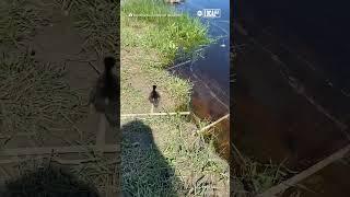 Ducklings reunited with mom after falling into storm drain