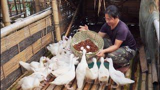 Daily Life Weaving Bamboo Baskets Fishing Harvesting Duck Eggs River Survival  EP.375