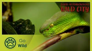 Urban Wild  David Attenboroughs Wild City 26  Go Wild