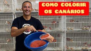 Como COLORIR os CANÁRIOS