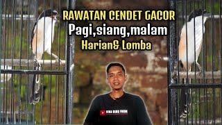 Inilah Rawatan CENDET GACOR dari pagi sampai malamUntuk harian dan lomba