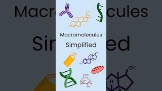 Macromolecules Simplified