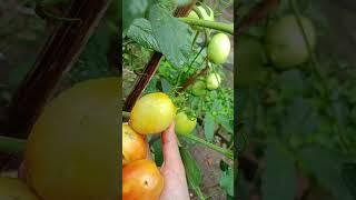 Panen Tomat Apel Di Kebun Mini  Berkebun di rumah #Fruit #BudidayaTomat #Agroyama