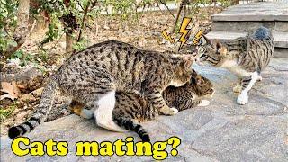 Cats mating? Young female cat reject the boy  why ?