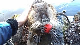 33 Streicheleinheiten Nutria an der Ruhr