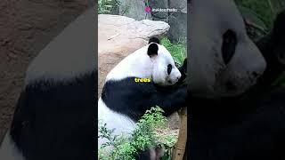 Panda monium  5 Wacky Facts You Didnt Know
