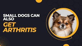 Small Dogs Can Also Get Arthritis - All You Need to Know