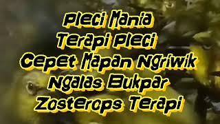 Pleci Cepet Mapan Ngriwik Dan BukPar #zosteropsterapi