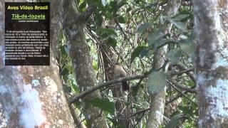 Tiê de topete  Black-goggled Tanager Lanio melanops