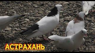 В гостях у голубятника Григория в Астрахани