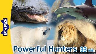 Powerful Hunters in Animal Kingdom  Predators  Shark Crocodile Cheetah Bear Wolf Tiger Lion