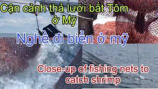 Cận cảnh thả lưới bắt Tôm ở Mỹ  Close-up of fishing nets to catch shrimp Nghề đi biển ở Mỹ #shrimp