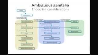 CMSRU Medical Education Grand Rounds - Panel on Disorders of Sexual Differentiation