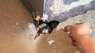 There was a newborn kitten in the crack of the wall